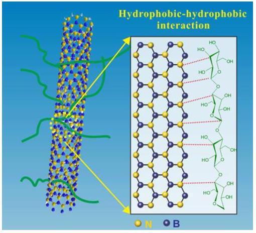 氮化硼纳米管与纤维素纳米纤维相互作用示意图
